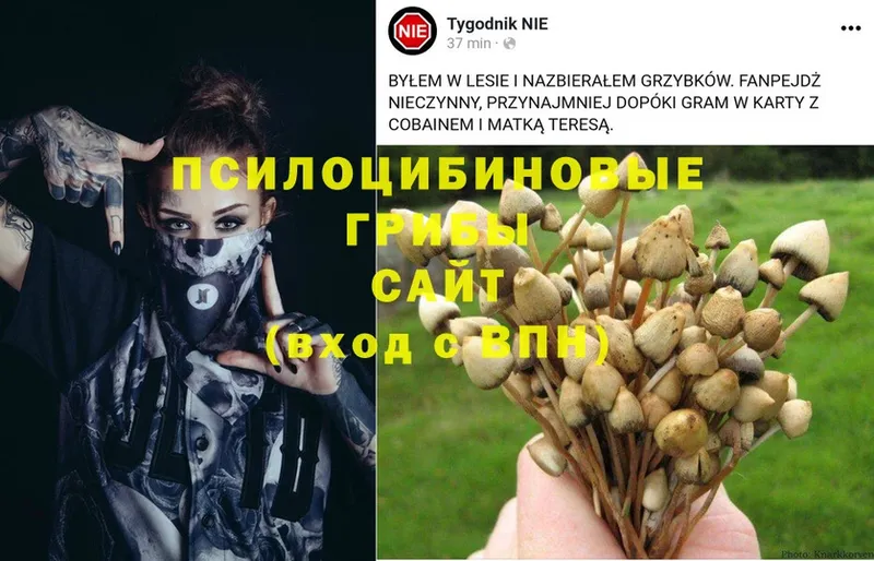 Галлюциногенные грибы Psilocybine cubensis Оленегорск